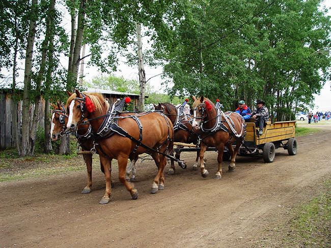 Wanham Horses
